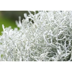 Plantiflor Silberkörbchen Topf Durchmesser 10,5 cm