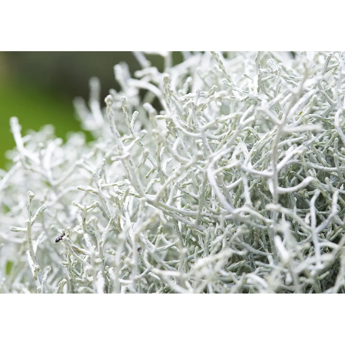 Plantiflor Silberkörbchen Topf Durchmesser 10,5 cm