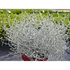 Plantiflor Silberkörbchen Topf Durchmesser 10,5 cm