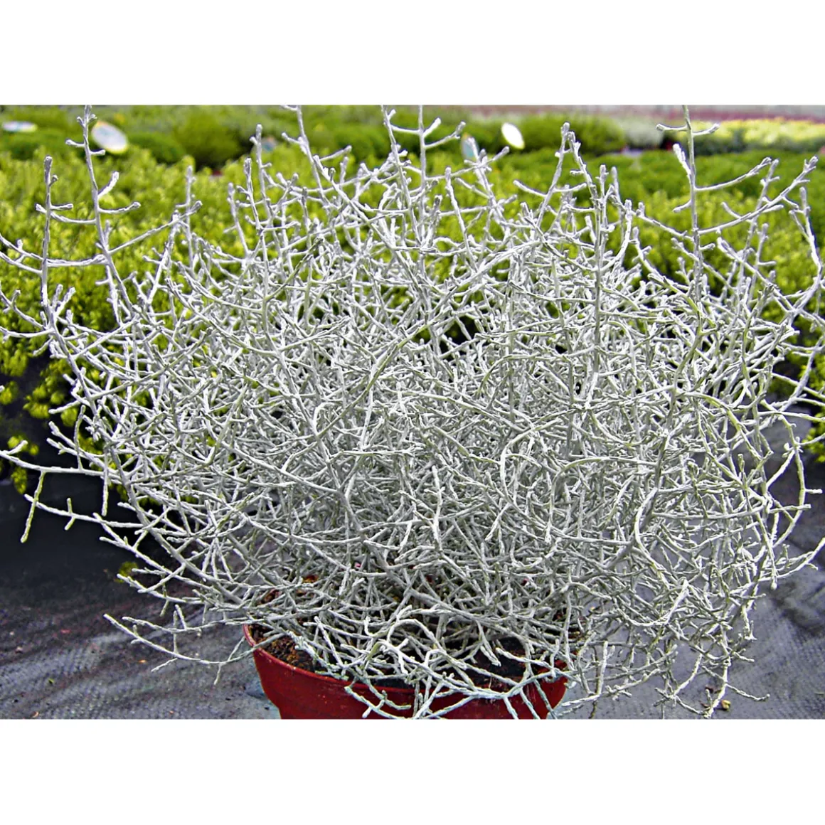 Plantiflor Silberkörbchen Topf Durchmesser 10,5 cm