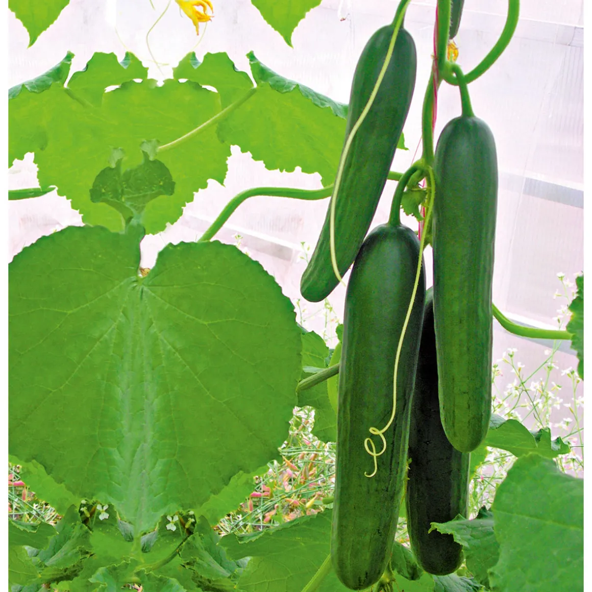 Plantiflor Snackgurke, Topf Ø 12 cm