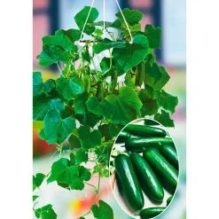 Plantiflor Snackgurke, Topf Ø 12 cm