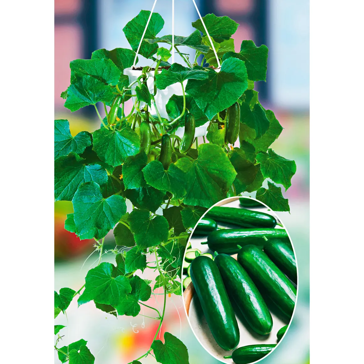 Plantiflor Snackgurke, Topf Ø 12 cm