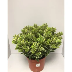 Plantiflor Solitärbusch bunt