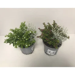 Plantiflor Stacheldrahtpflanze und Cuphea T13