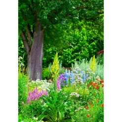 Plantiflor Stauden Topf- Durchmesser 17 cm