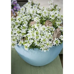 Plantiflor Steingartenstauden im Topf Durchmesser 13 cm