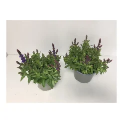 Plantiflor Steppen-Salbei P13