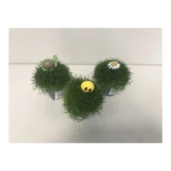 Plantiflor Sternmoos-Mix T5,5