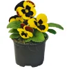 Plantiflor Stiefmütterchen Topf Durchmesser 9 cm
