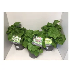 Plantiflor Stockrose Topf Durchmesser 19 cm