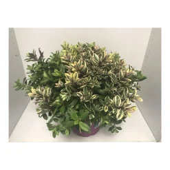 Plantiflor Strauchveronika