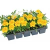 Plantiflor Studentenblume Tagetes 10er Tray