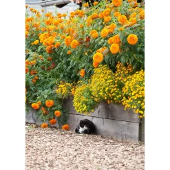 Plantiflor Tagetes Topf Durchmesser 10,5 cm
