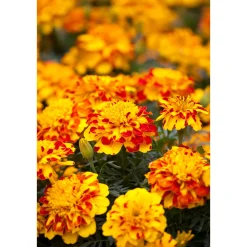 Plantiflor Tagetes Topf Durchmesser 10,5 cm