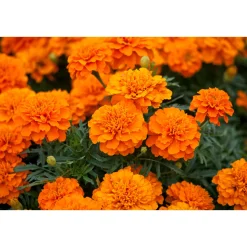 Plantiflor Tagetes Topf Durchmesser 10,5 cm