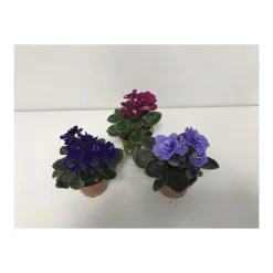 Plantiflor Usambaraveilchen blau/rosa/rot T6