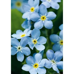 Plantiflor Vergissmeinnicht im Topf Durchmesser 11 cm