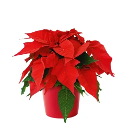 Plantiflor Weihnachtsstern Euphorbia pulcherrima Midi