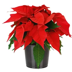 Plantiflor Weihnachtsstern Euphorbia pulcherrima Midi