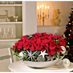 Plantiflor Weihnachtsstern Mini