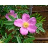Plantiflor Wildrose Biene Maja Topf Durchmesser 17 cm