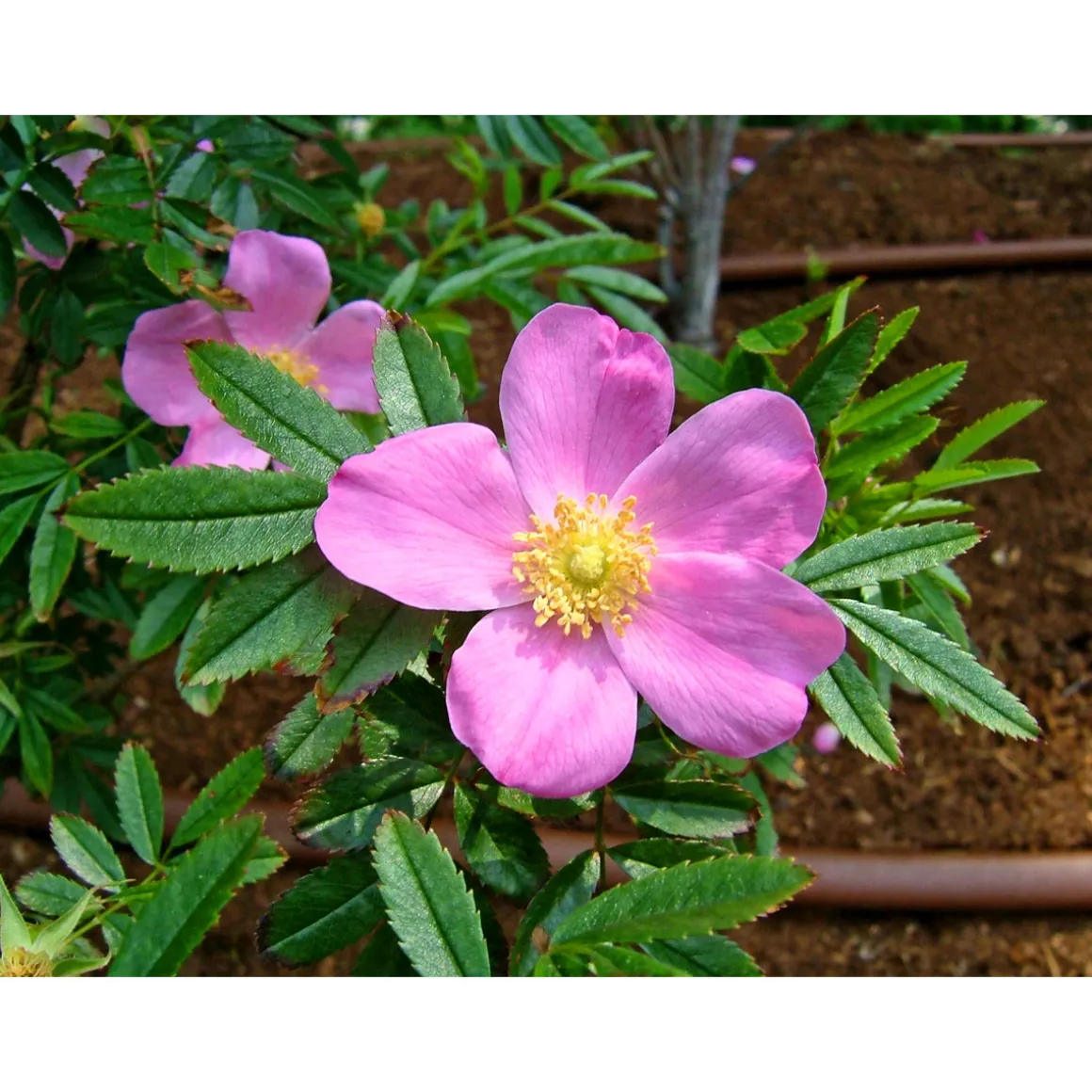 Plantiflor Wildrose Biene Maja Topf Durchmesser 17 cm