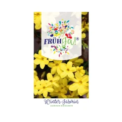 Plantiflor Winter-Jasmin Topf Durchmesser 23 cm