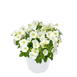 Plantiflor Zauberglöckchen, Topf Ø 13 cm