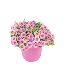 Plantiflor Zauberglöckchen, Topf Ø 13 cm