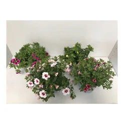 Plantiflor Zauberglöckchen Sonderfarben T12