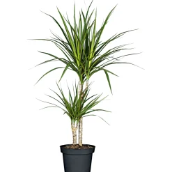 Plantiflor ZGRÜ Dracaena 2er Tuff T17 75-80 cm