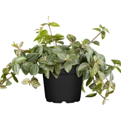 Plantiflor ZGRÜ Peperomia angulata T12