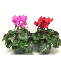 Plantiflor Zimmer-Alpenveilchen XL-Mix verschiedene Farben T13