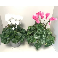 Plantiflor Zimmer-Alpenveilchen verschiedene Farben T21