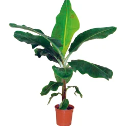 Plantiflor Zimmer-Banane Topf Durchmesser 21 cm