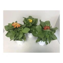 Plantiflor Zinnie verschiedene Farben T13