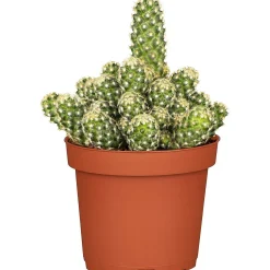 Plantiflor ZKAK Kaktus Mix 25 cm T8,5 PC