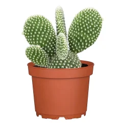 Plantiflor ZKAK Opuntia Mix microdasys T8,5 PC