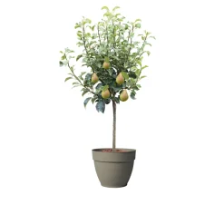 Plantiflor Zwergbirne Luisa Topf Durchmesser 24 cm