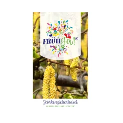 Plantiflor Zwerg-Korkenzieher-Haselnuss Scooter Topf Durchmesser 23 cm