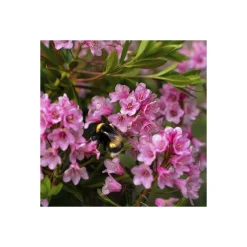 Plantiflor Zwerg-Rhododendron Bloombux Magenta Topf Durchmesser 17 cm