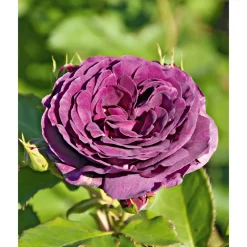 Plantiflor Beetrose Minerva Topf Durchmesser 24 cm