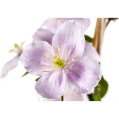 Plantiflor Berg-Waldrebe Rubens Topf Durchmesser 17 cm