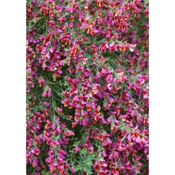 Plantiflor Besenginster Topf Durchmesser 17 cm