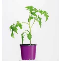 Plantiflor Bio Gourmet Tomaten Ananas Topf Durchmesser 11 cm