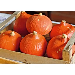 Plantiflor Bio Kürbis Hokkaido Topf Durchmesser 10,5 cm