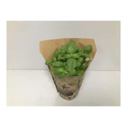 Plantiflor Bio-Basilikum T12