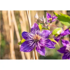 Plantiflor Blaue Großblumige Waldrebe Multi Blue Topf Durchmesser 17 cm