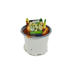 Plantiflor Blumenzwiebel Narzisse Bridal Crown Topf Durchmesser 10,5 cm